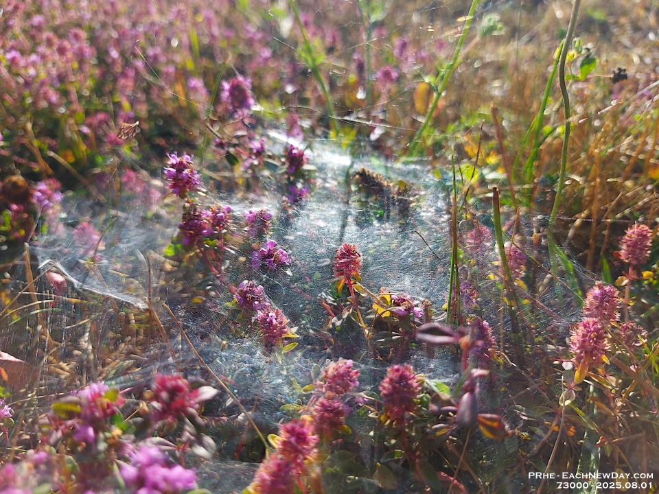 73000LeUsm - Dew-web, Clayt French Park